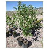 2) Cornelian Cherry Dogwood