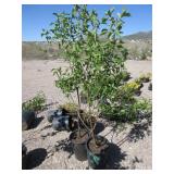 2) Cornelian Cherry Dogwood