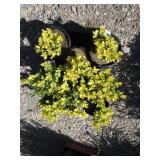 8) Wanford Page Boxwood