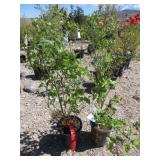 2) Sweetheart Blueberry