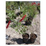 2) Sweetheart Blueberry