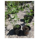 2) Yellow Twig Dogwood