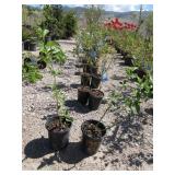 2) Yellow Twig Dogwood