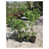 3) Northland Blueberry