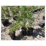 3) Northland Blueberry