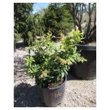 Purity Japanese Pieris