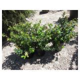 3) Red Candy Lingouberry