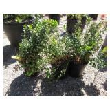 3) Red Candy Lingouberry