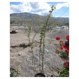 Red Flowering Currant