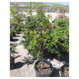 Montmorency Cherry Tree