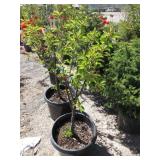 Montmorency Cherry Tree