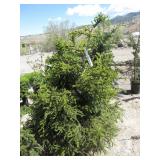 Picea Orientalis