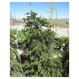 Weeping Green Spruce