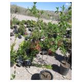 Cornelian Cherry Dogwood