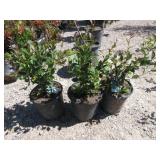 3) Hedge Cotoneaster