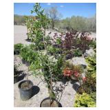 Cornelian Cherry Dogwood