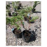 2) Isanti Dwarf Red Twig Dogwood