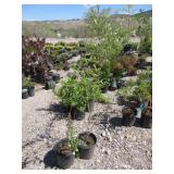 2) Weeping Forsythia