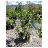 2) Northland Blueberry