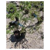 2) Northland Blueberry