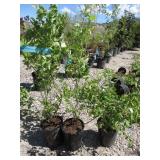 3) Northland Blueberry