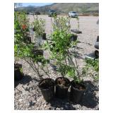 3) Bluecrop Blueberry