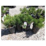 4) Dwarf Mugho Pine