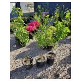 3) Cornelian Cherry Dogwood