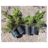 4) Sea Green Juniper Bush