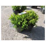 2) English Dwarf Boxwoods