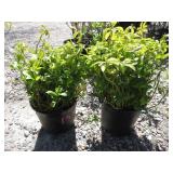 2) Patchy Sandra Ground Cover