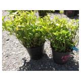 2) Pachy Sandra Ground Cover