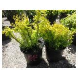 2) Berberis Golden Barberry
