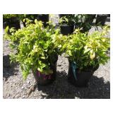 2) Pachy Sandra Ground Cover