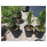 3) Emerald Green Arborvitae