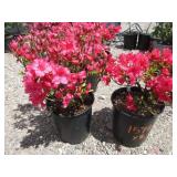 2) Azalea Girard Pink