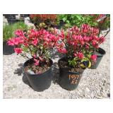 2) Azalea Girard Pink