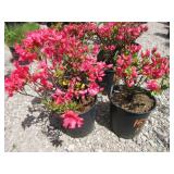 2) Azalea Girard Pink