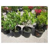 3) Golden Vicary Privet