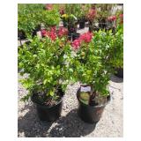 2) Golden Vicary Privet