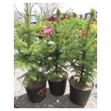 3) Colorado Spruce Trees