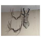 Antelope Mount, Deer Antlers Antelope Mount, Deer Antlers