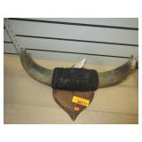 Buffalo Horns Mounted Display