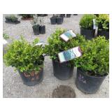 3) English Dwarf Boxwood