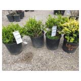 3) English Dwarf Boxwood, 1) Boxwood