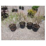 4) Dappled Willows *Some Dry Leaves