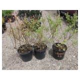 3) Dappled Willows *Some Dry Leaves