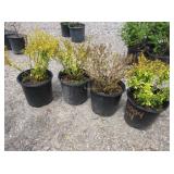 4) Golden Barberry*
