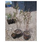 2) Blueberry, 1) Plant