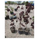 3) Purple Smoke Bush